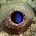 damsel_blue_bottle_muck_h_0705_png2277.jpg